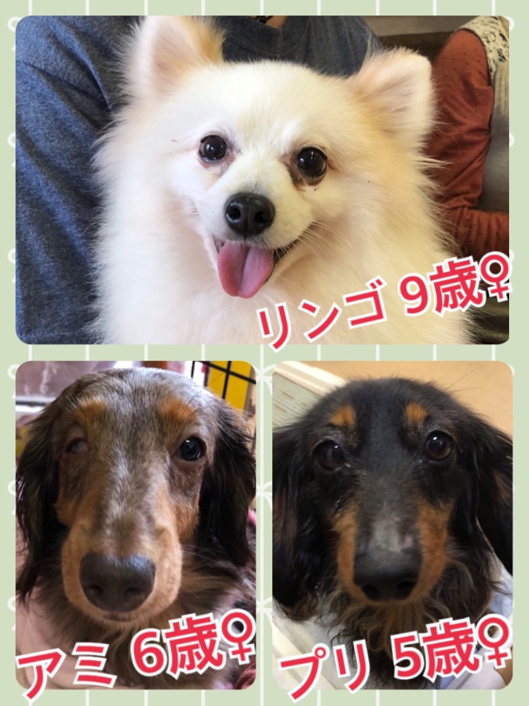 【今日の里親様募集中ワンコメンバー🐶】2018,4,27